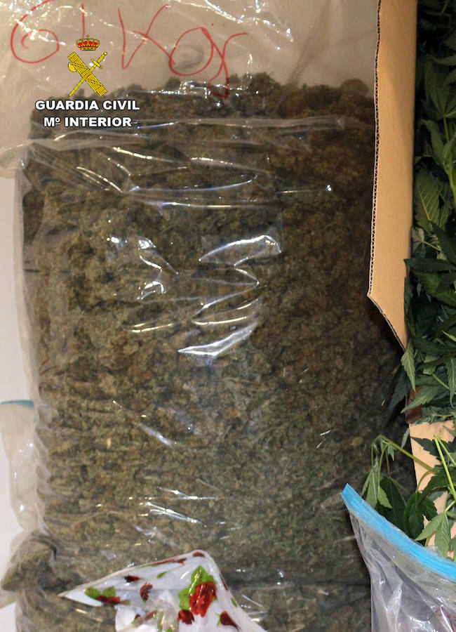 Detienen a once integrantes del grupo delictivo por delitos de tráfico de drogas, tenencia ilícita de armas y defraudación de fluido eléctrico, entre otros. Se incautaron 400 plantas, 100 kg de esta sustancia, 100 dosis de cocaína y 300 gramos de hachís