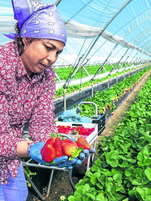 Adriana viene de Rumanía para recoger fresas en Andalucía durante cuatro meses. Con eso y la campaña de la fruta en Lérida vive todo el año en su país. 