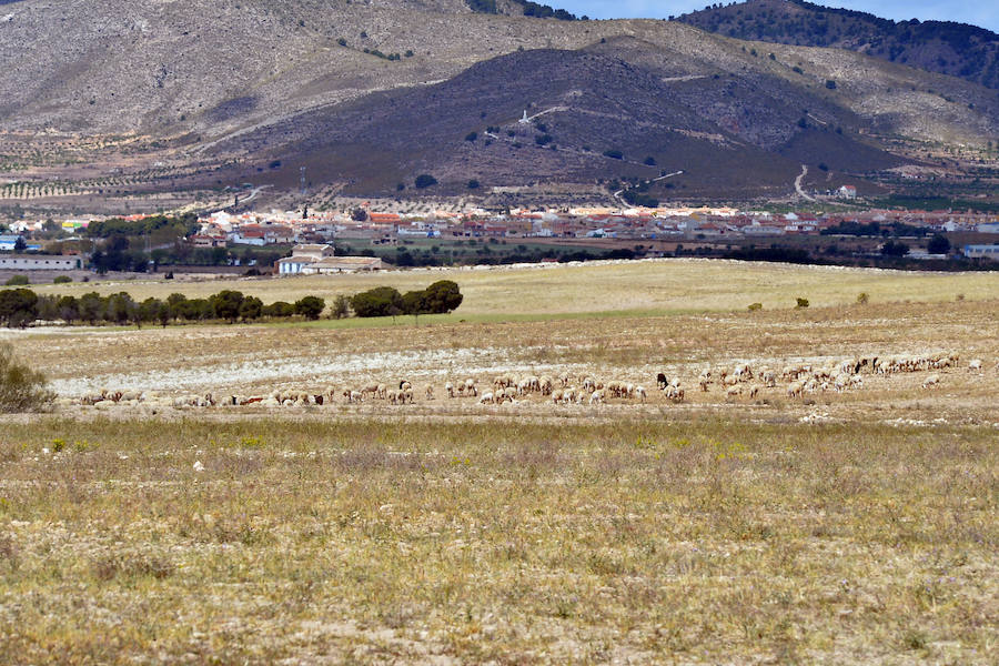 La planta fotovoltaica proyectada por X-Elio en esta pedanía de Lorca depende de la presencia de esta escasa ave esteparia