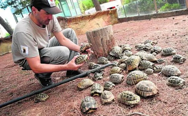 Tortugas moras en el Centro de Recuperación de Fauna Silvestre. La foto es de archivo. 