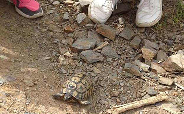 Una de las dos tortugas moras que nos salieron al paso en Los Mayorales.