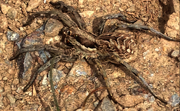 Araña lobo (o lero).