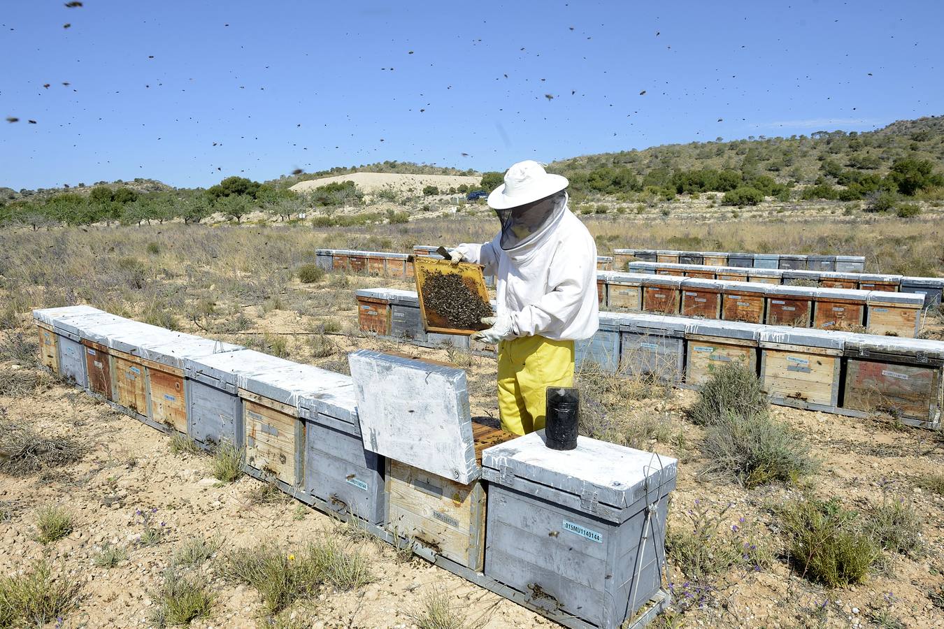 Ana Marín y Cristóbal Martínez, apicultores de Caravaca y propietarios de Miel Fuente Marqués, llevan 15 años al frente de su particular y numerosísimo 'rebaño' de unos 90 millones de cabezas.