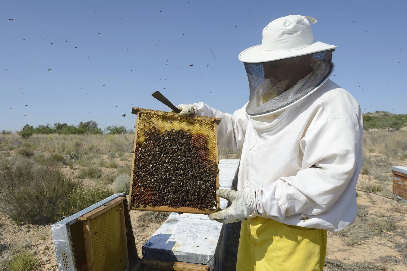 Ana Marín y Cristóbal Martínez, apicultores de Caravaca y propietarios de Miel Fuente Marqués, llevan 15 años al frente de su particular y numerosísimo 'rebaño' de unos 90 millones de cabezas.