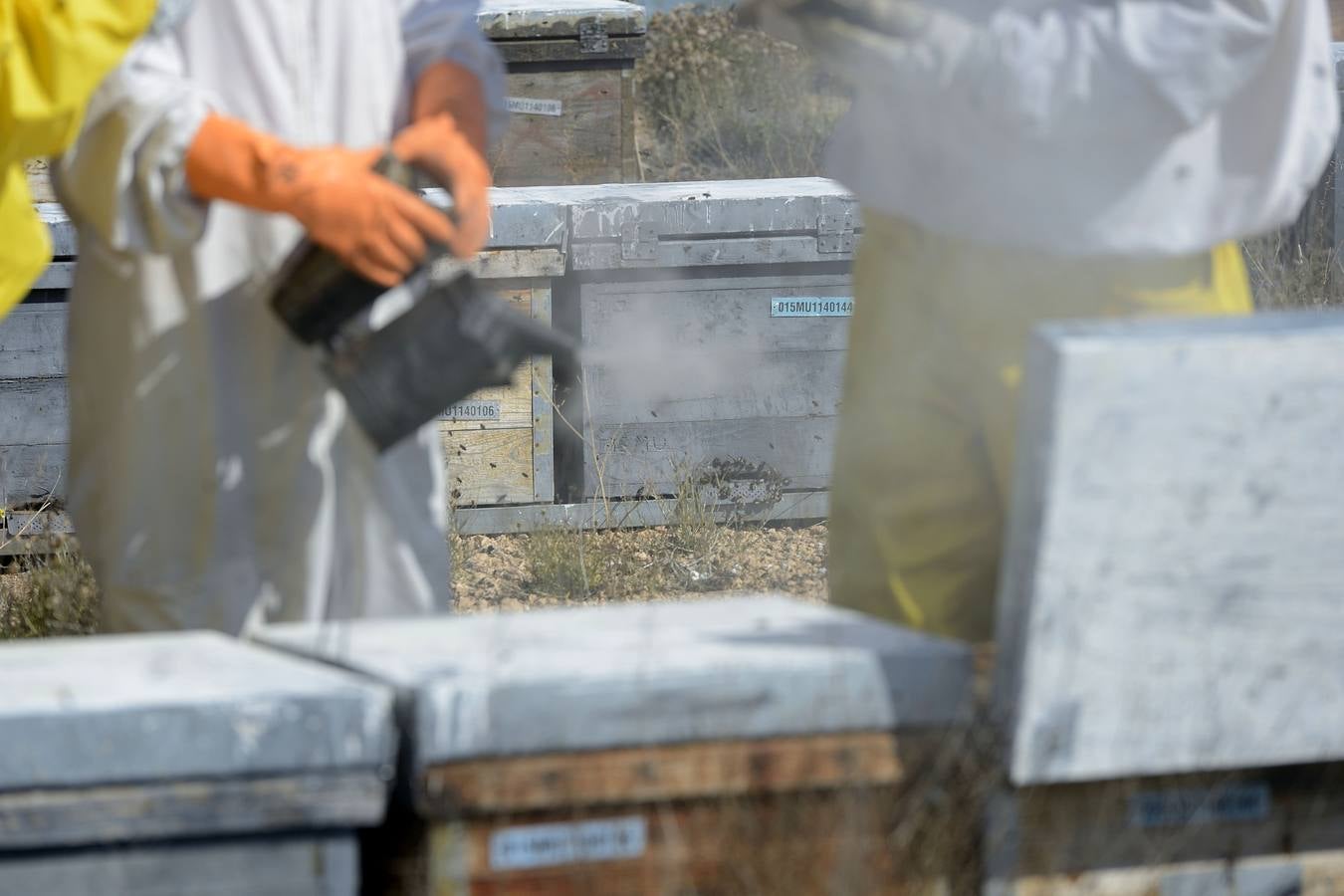 Ana Marín y Cristóbal Martínez, apicultores de Caravaca y propietarios de Miel Fuente Marqués, llevan 15 años al frente de su particular y numerosísimo 'rebaño' de unos 90 millones de cabezas.