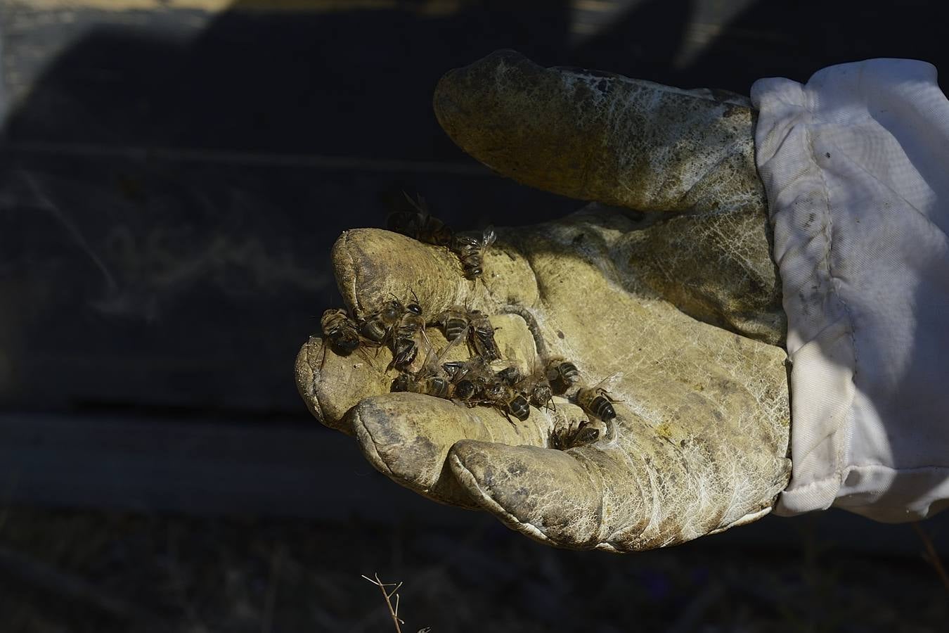 Ana Marín y Cristóbal Martínez, apicultores de Caravaca y propietarios de Miel Fuente Marqués, llevan 15 años al frente de su particular y numerosísimo 'rebaño' de unos 90 millones de cabezas.