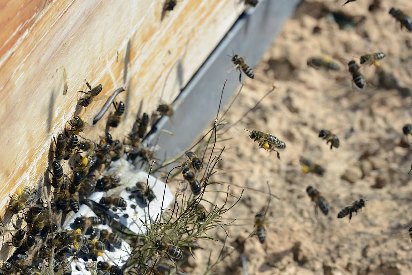 Ana Marín y Cristóbal Martínez, apicultores de Caravaca y propietarios de Miel Fuente Marqués, llevan 15 años al frente de su particular y numerosísimo 'rebaño' de unos 90 millones de cabezas.