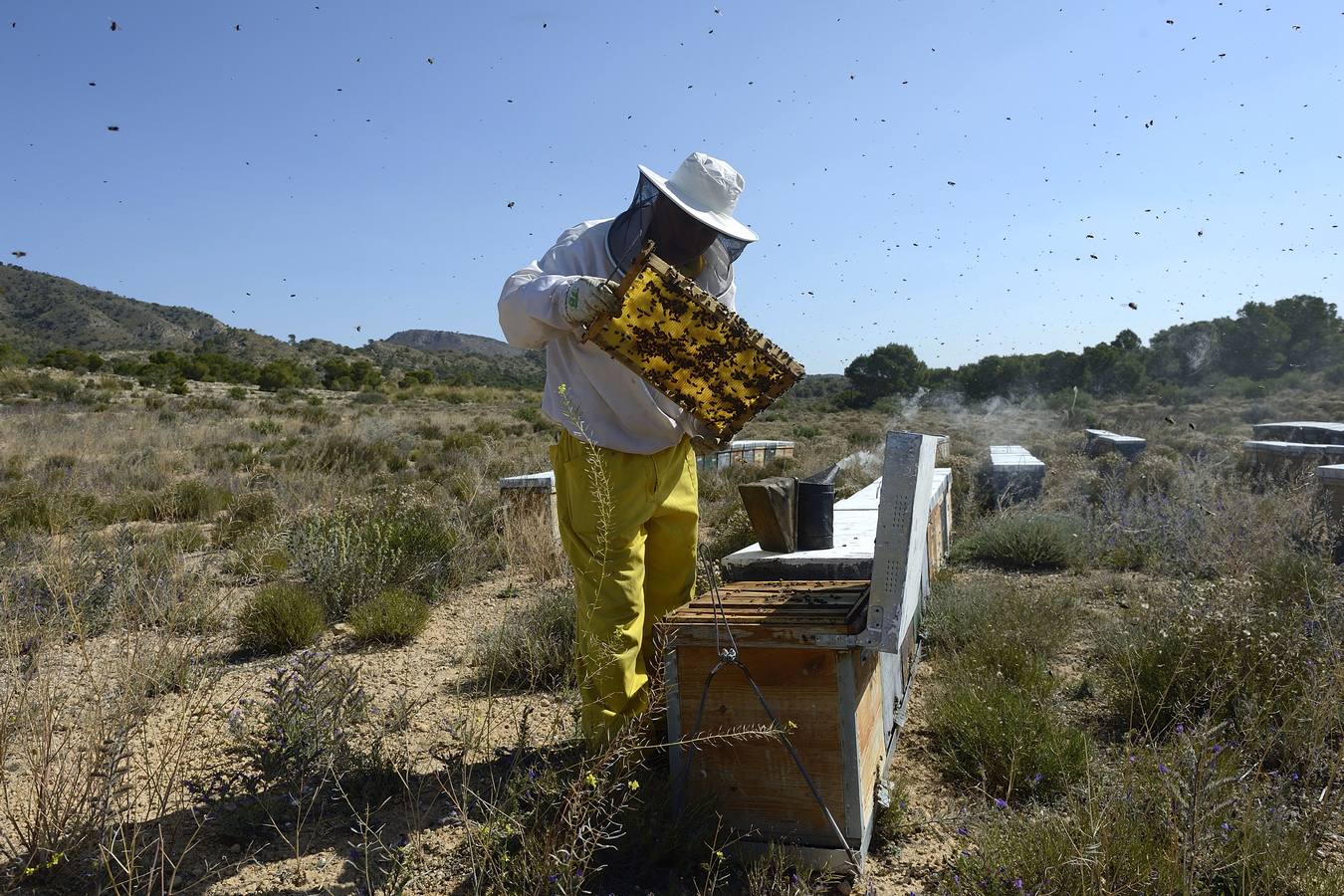 Ana Marín y Cristóbal Martínez, apicultores de Caravaca y propietarios de Miel Fuente Marqués, llevan 15 años al frente de su particular y numerosísimo 'rebaño' de unos 90 millones de cabezas.