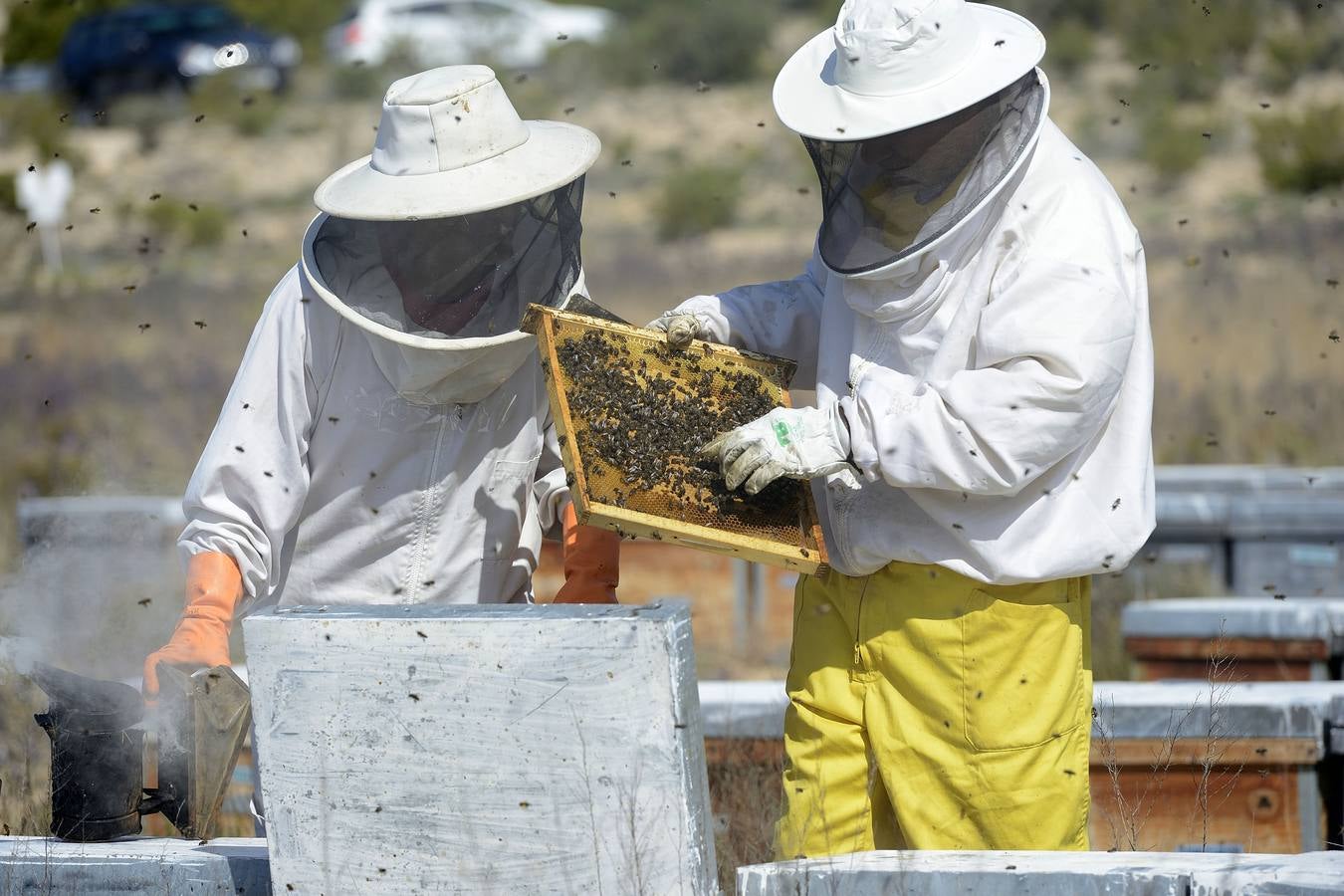 Ana Marín y Cristóbal Martínez, apicultores de Caravaca y propietarios de Miel Fuente Marqués, llevan 15 años al frente de su particular y numerosísimo 'rebaño' de unos 90 millones de cabezas.