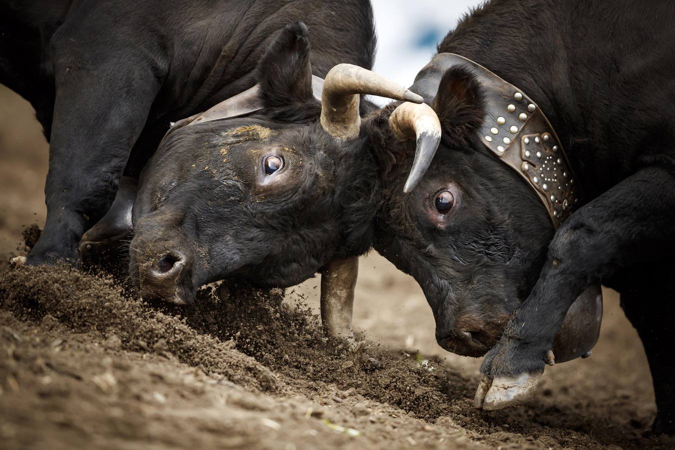 Vacas Herens chocan sus cuernos durante la ronda de clasificación de la final nacional de la raza d'Herens en Aproz, Suiza. Cada año, cuando se llevan a los pastos alpinos, se prueba la fuerza de las vacas y lucha por el liderazgo de la manada. La competencia continúa hasta que una nueva reina ha obligado a todas las otras vacas a retirarse.