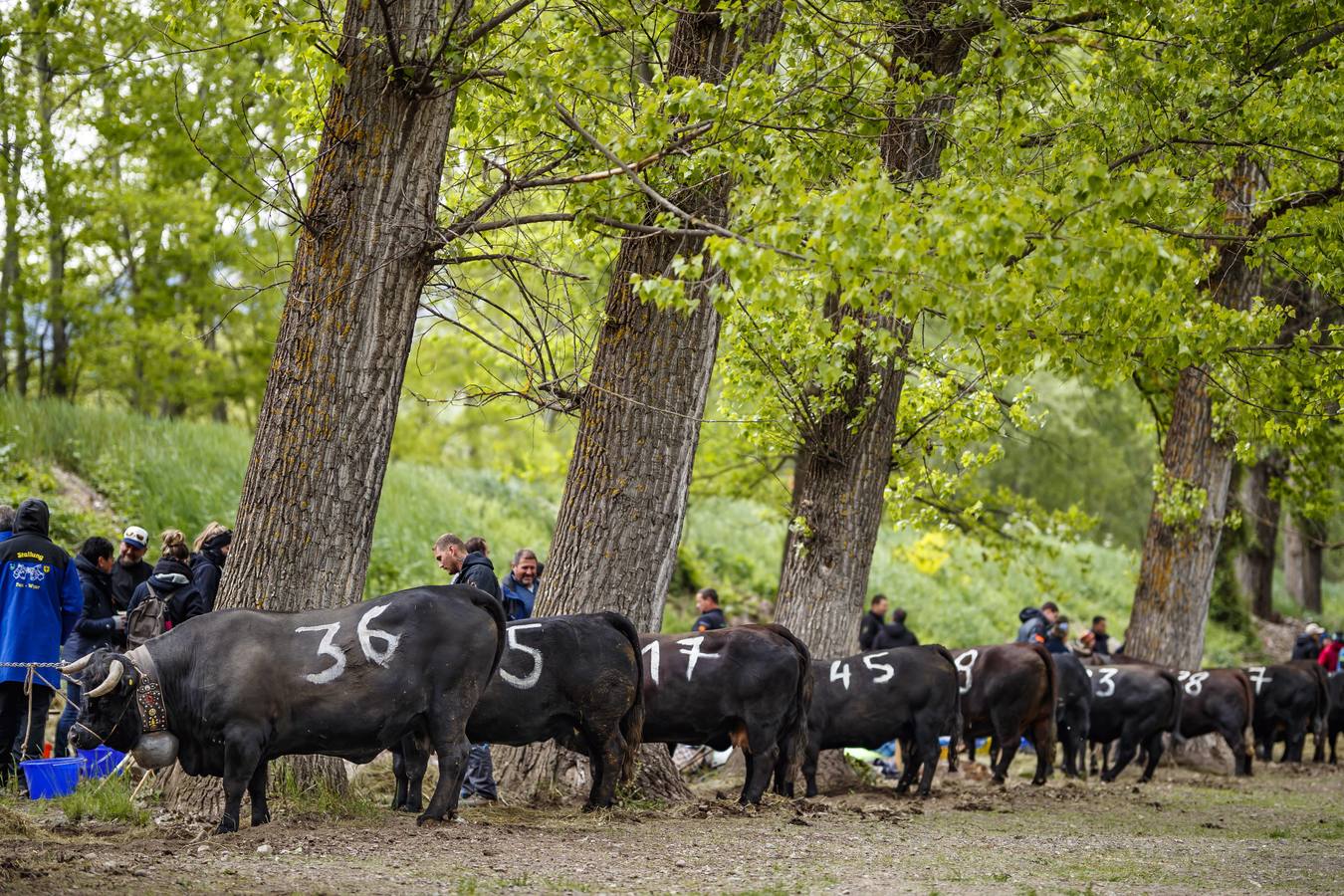 Vacas Herens chocan sus cuernos durante la ronda de clasificación de la final nacional de la raza d'Herens en Aproz, Suiza. Cada año, cuando se llevan a los pastos alpinos, se prueba la fuerza de las vacas y lucha por el liderazgo de la manada. La competencia continúa hasta que una nueva reina ha obligado a todas las otras vacas a retirarse.