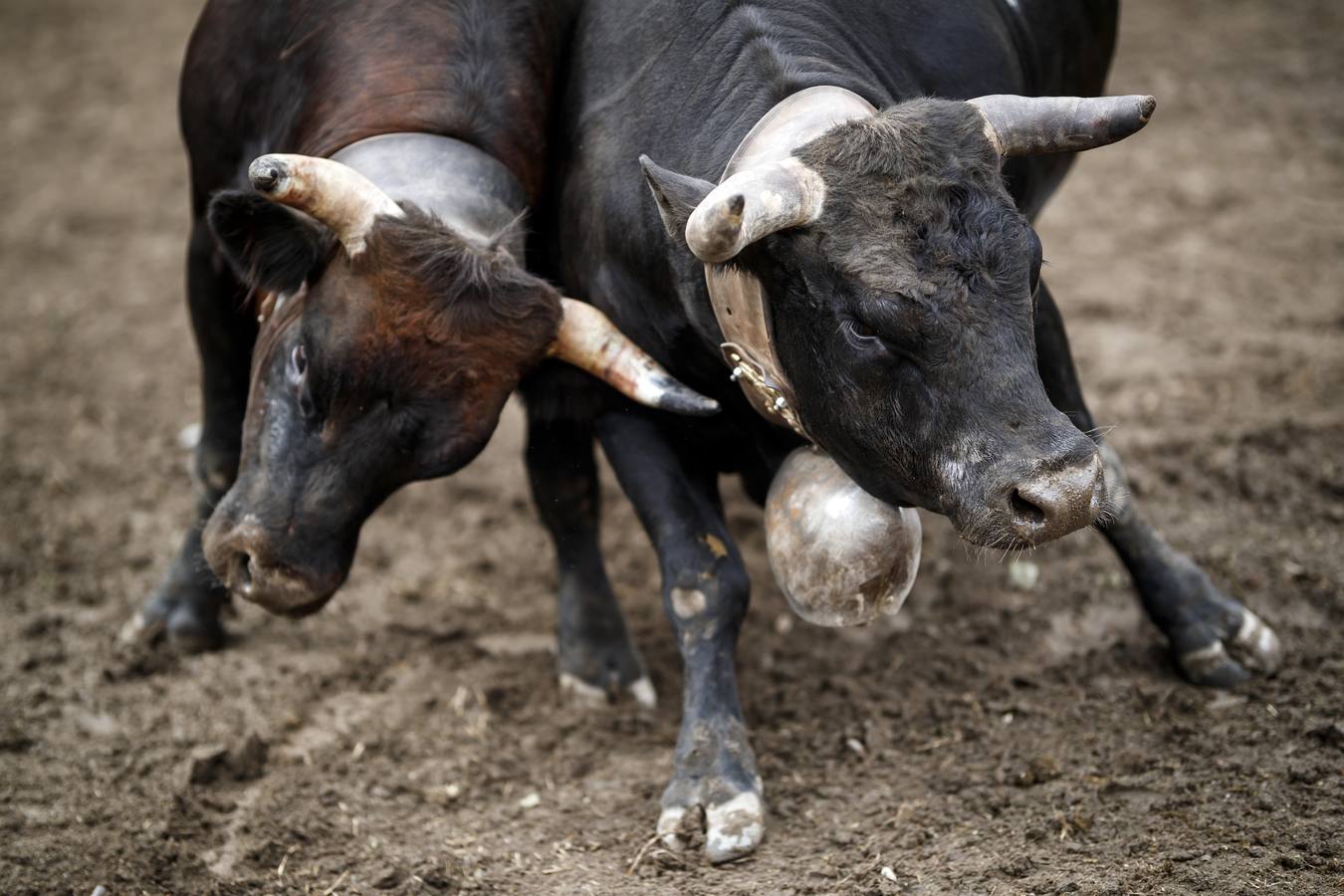 Vacas Herens chocan sus cuernos durante la ronda de clasificación de la final nacional de la raza d'Herens en Aproz, Suiza. Cada año, cuando se llevan a los pastos alpinos, se prueba la fuerza de las vacas y lucha por el liderazgo de la manada. La competencia continúa hasta que una nueva reina ha obligado a todas las otras vacas a retirarse.