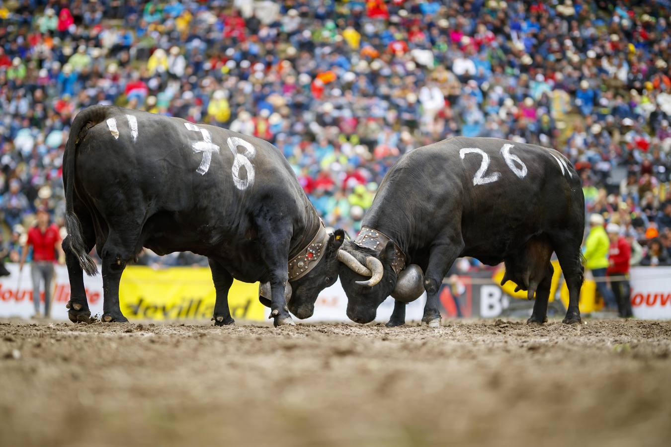 Vacas Herens chocan sus cuernos durante la ronda de clasificación de la final nacional de la raza d'Herens en Aproz, Suiza. Cada año, cuando se llevan a los pastos alpinos, se prueba la fuerza de las vacas y lucha por el liderazgo de la manada. La competencia continúa hasta que una nueva reina ha obligado a todas las otras vacas a retirarse.