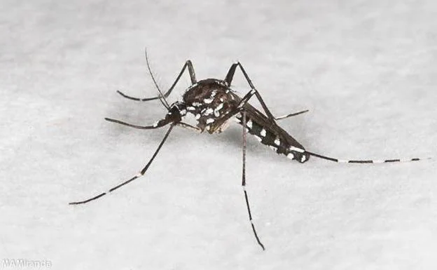 Salud Pública pide ayuda para controlar el mosquito tigre