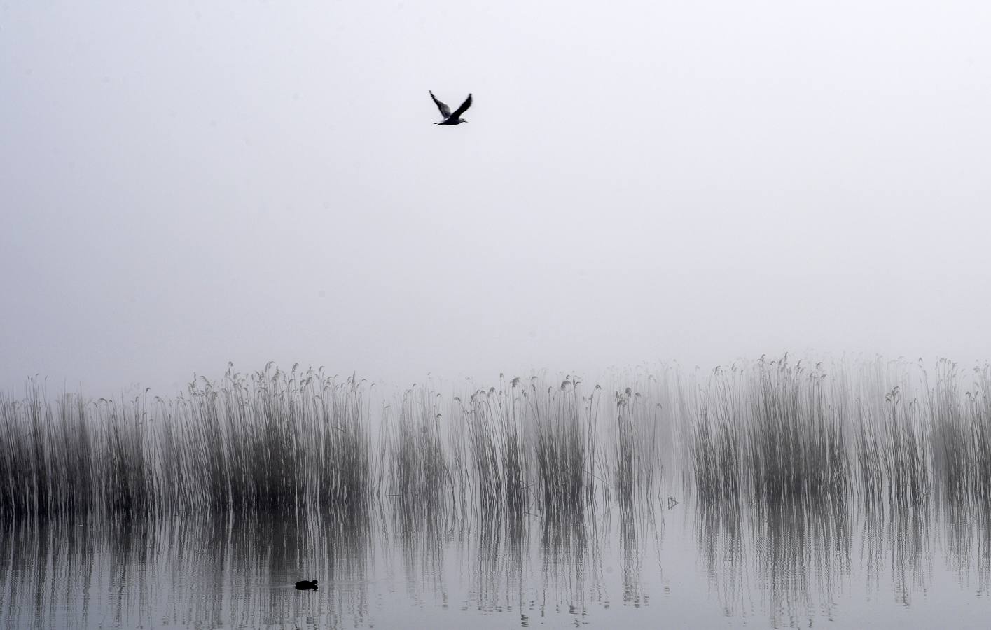 Varias personas pescan bajo la niebla en las orillas del lago Dojran, Macedonia. El lago Dojran es una reserva natural que atrae a diferentes especies de aves debido al clima relativamente cálido y la gran cantidad de peces.