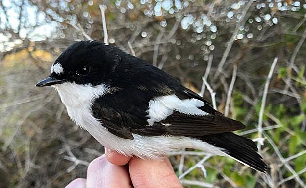 Papamoscas cerrojillo anillado en Finlandia.