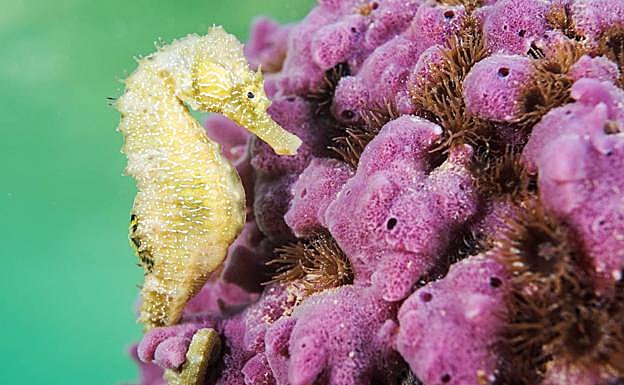 Un caballito de mar ('Hippocampus guttulatus') juvenil de unos 2 centímetros, sujeto a una llamativa esponja en el Mar Menor. 