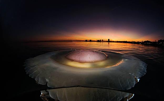 Imagen principal - Una medusa huevo frito ('Cotylorhiza tuberculata') en la superficie del Mar Menor, al amanecer. | Un gobio de roca ('Gobius cobitis') devora un pez. | Ejemplar de nacra ('Pinna nobilis') en el Mar Menor.