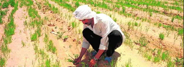 Agricultor egipcio trabajando la tierra de forma tradicional. 