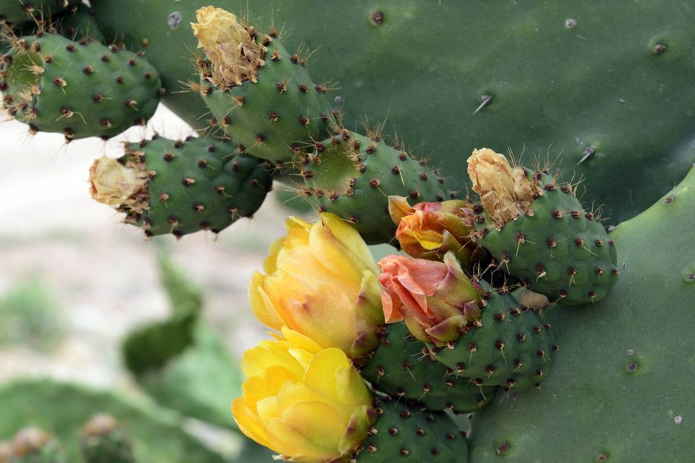 La aldea de Aledo sucumbe al paso del tiempo, devorada por el olvido y la vegetación.