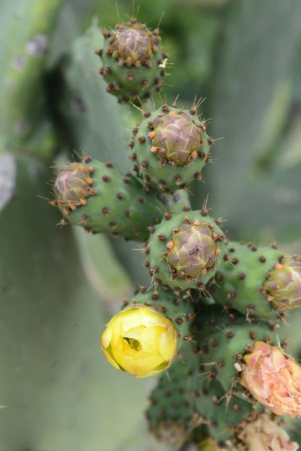 La aldea de Aledo sucumbe al paso del tiempo, devorada por el olvido y la vegetación.