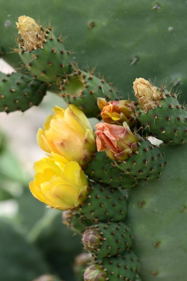 La aldea de Aledo sucumbe al paso del tiempo, devorada por el olvido y la vegetación.
