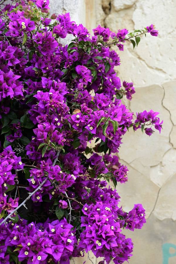 La aldea de Aledo sucumbe al paso del tiempo, devorada por el olvido y la vegetación.