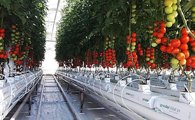 Sistema de acuaponía que Tilamur llevará a escala a Los Imperdibles.