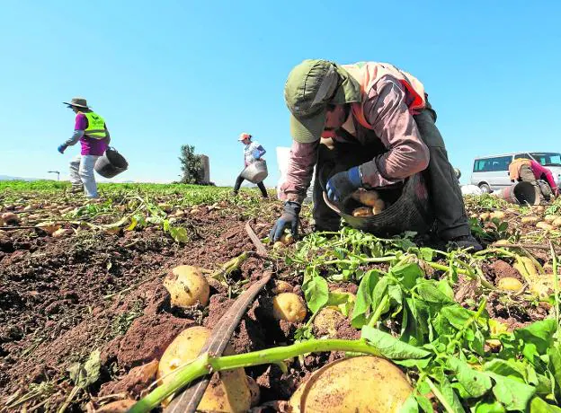 Una cuadrilla de jornaleros recoge patatas en un bancal de la localidad de Los Beatos. 