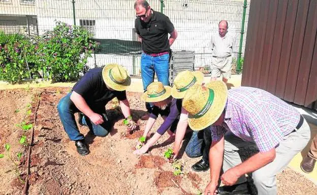 Varios participantes del proyecto plantan hortalizas en el huerto urbano. 
