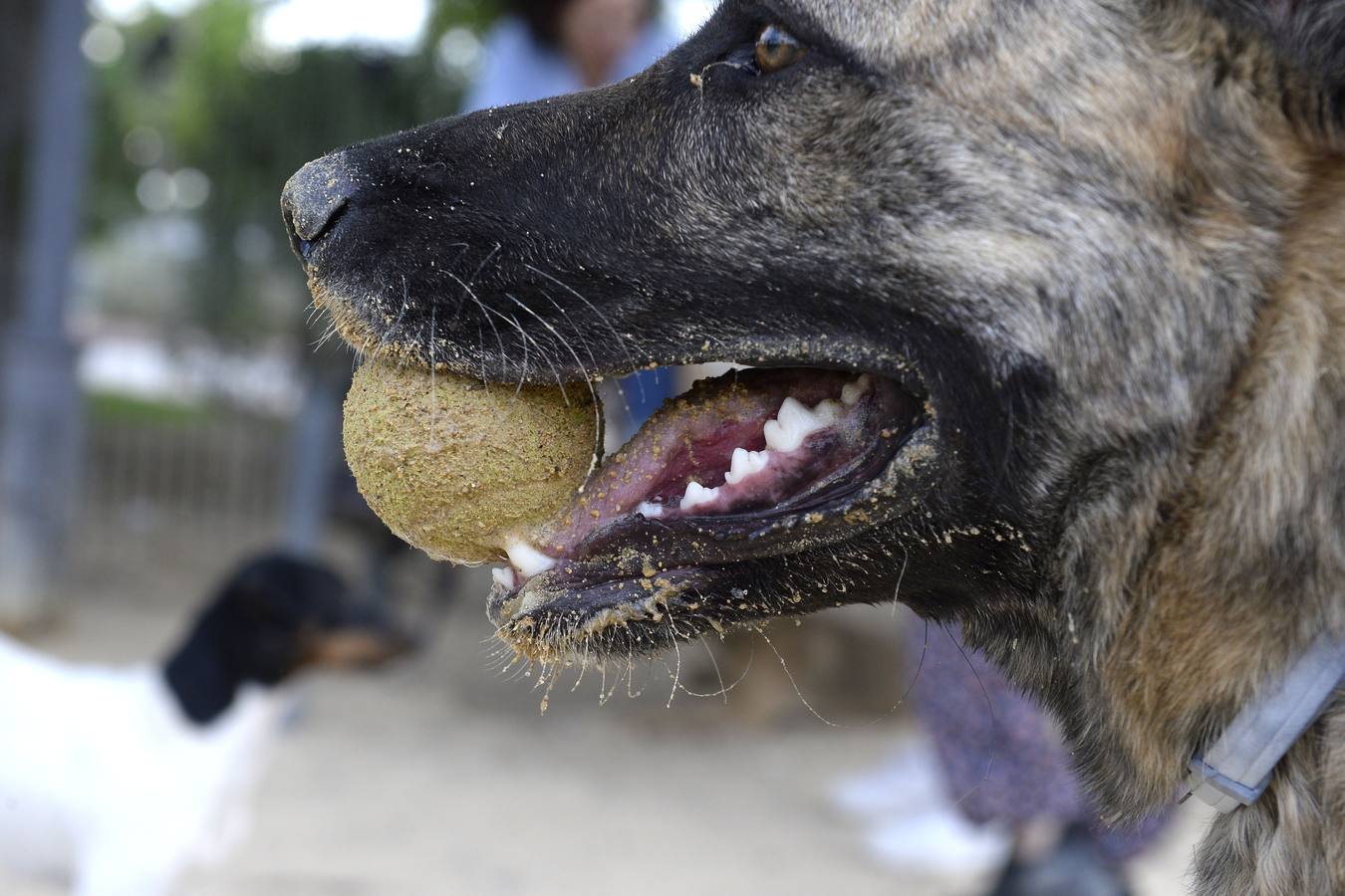 Los vecinos se quejan de la falta de limpieza y del tipo de tierra, que causa conjuntivitis a las mascotas 