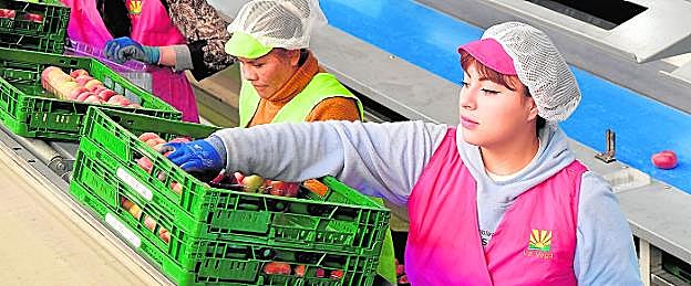 Personal de selección y envasado de fruta de hueso de la cooperativa Vega de Cieza, la pasada semana. 