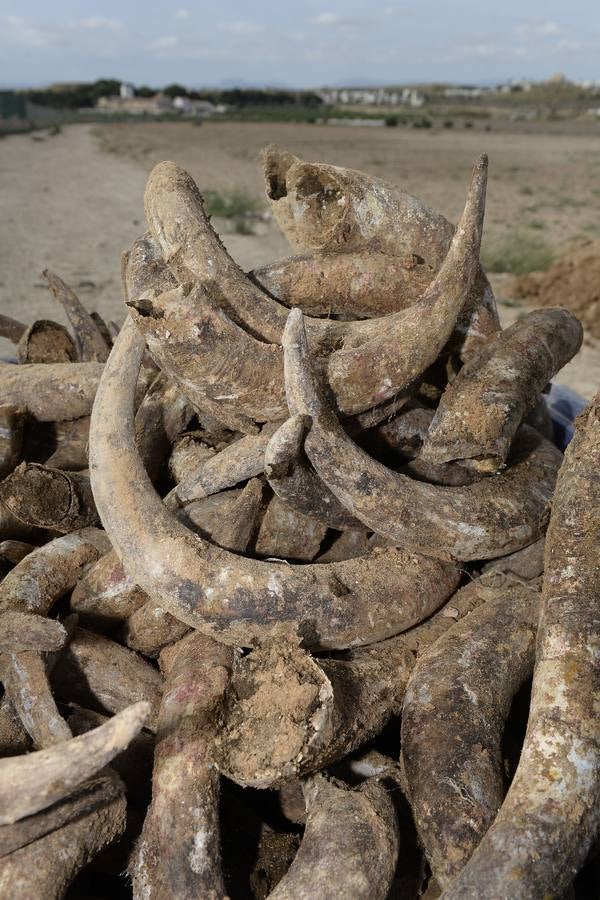 El compuesto, rico en microorganismos, se mezcla con agua y se reparte sobre el suelo 