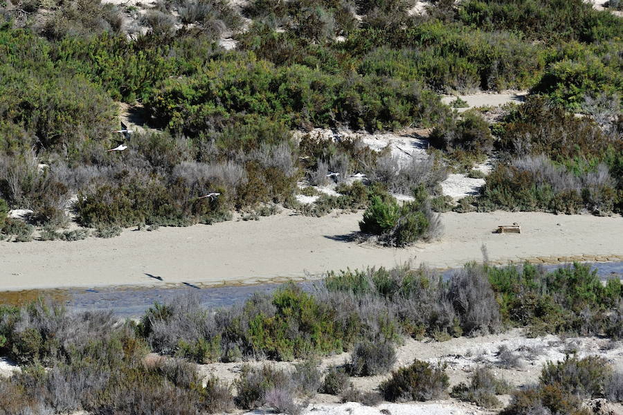 Los 53 humedales de la Región se incorporan al inventario nacional que impulsa el Ministerio para la Transición Ecológica