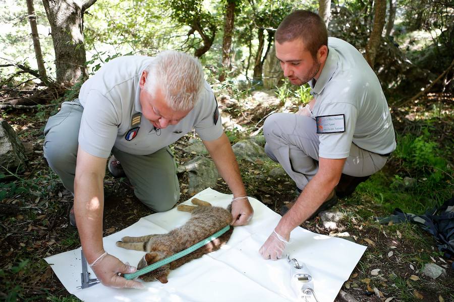 Descubren una nueva especie de felino en una zona montañosa de la isla francesa 