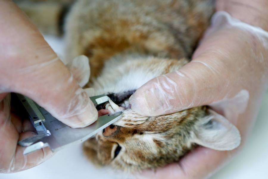 Descubren una nueva especie de felino en una zona montañosa de la isla francesa 