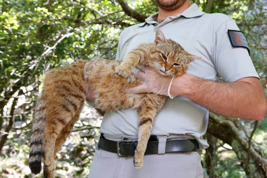 Descubren una nueva especie de felino en una zona montañosa de la isla francesa 