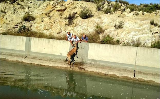 Momento del rescate de uno de los animales.