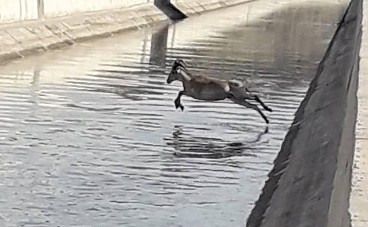 Uno de los animales, en el momento de saltar al agua.