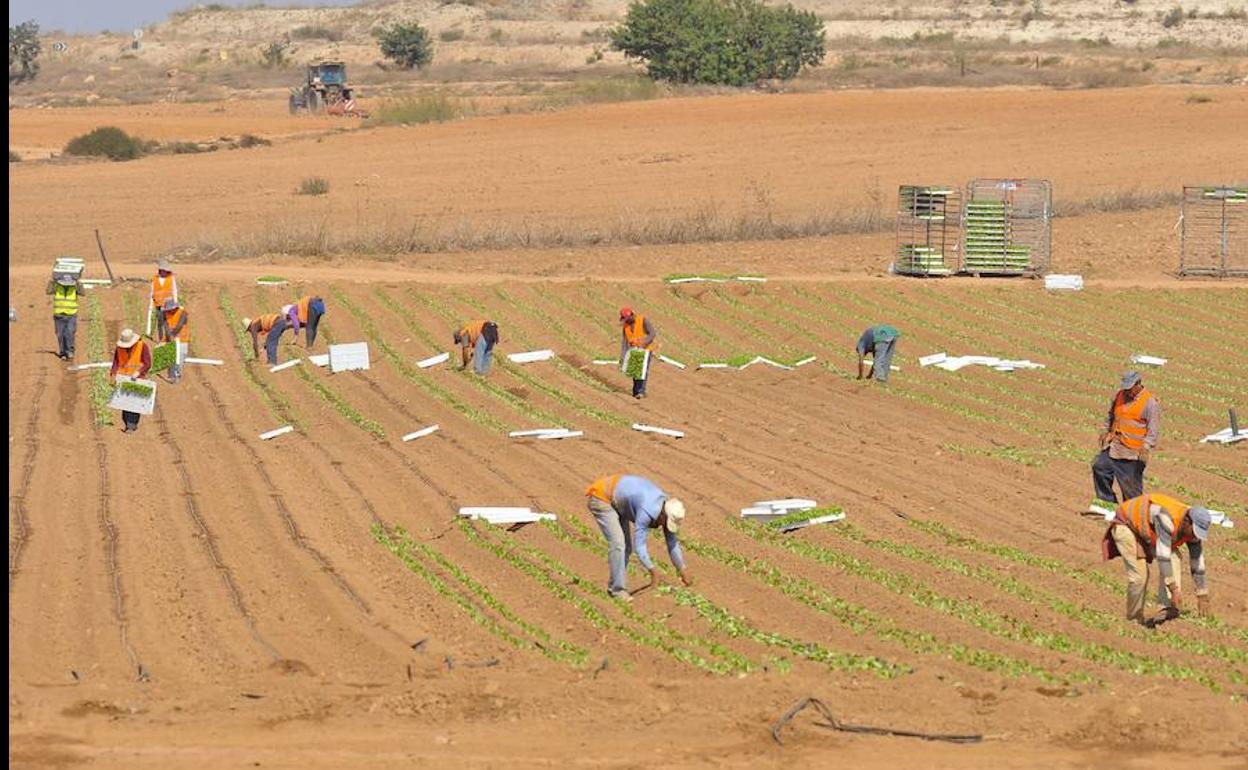 Una cuadrilla de trabajadores en el Campo de Cartagena. 