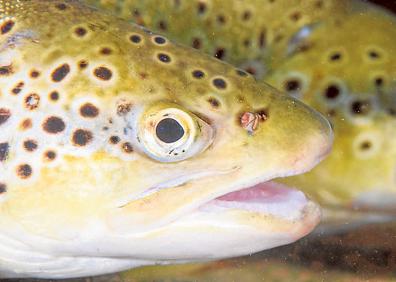 Imagen secundaria 1 - 1. Camarón de río, abundante en el Chícamo. | 2. Trucha común ('Salmo trutta'). | 3. Caballito del diablo 'Calopteryx haemorrhoidalis'.