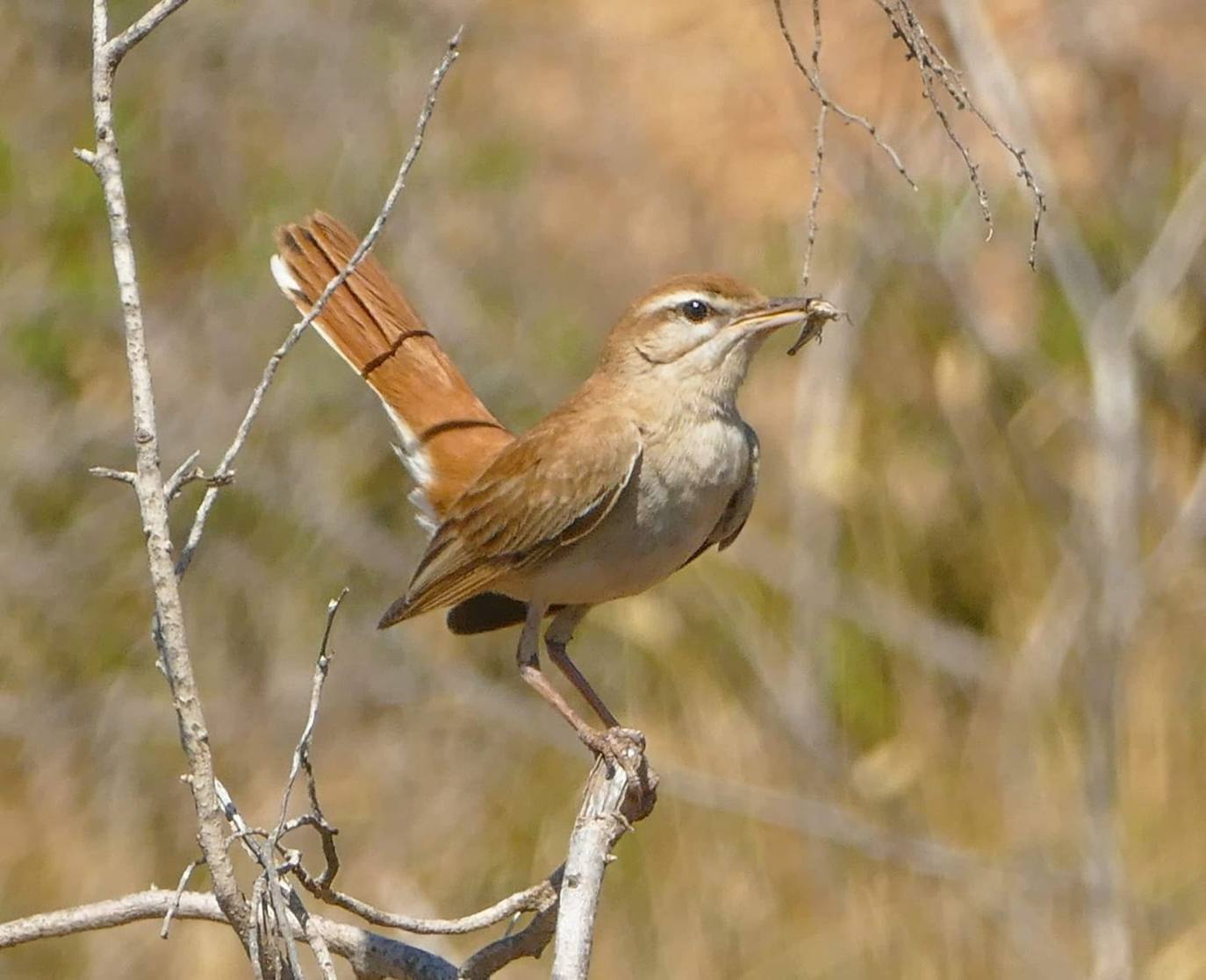 La Asociación de Naturalistas del Sureste descubre en Águilas y Mazarrón una importante población de esta ave casi desaparecida en la Región de Murcia