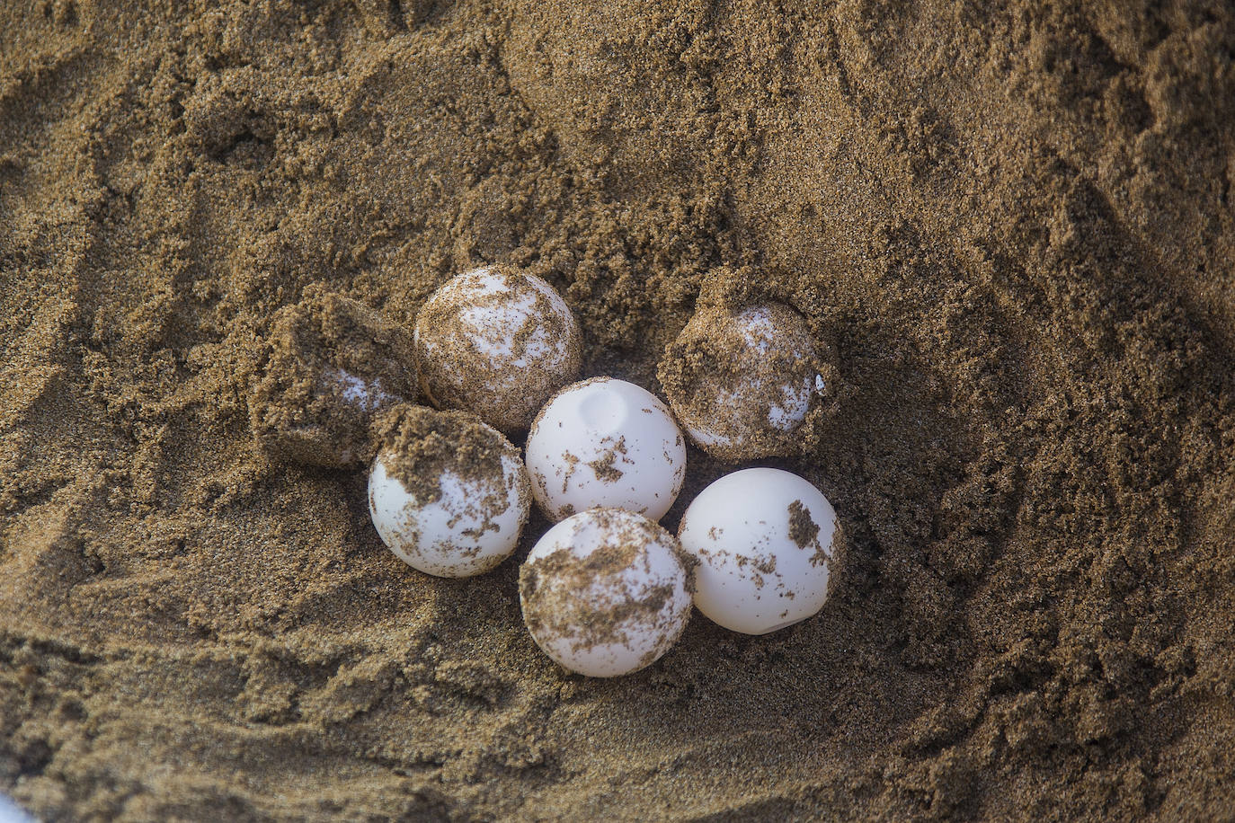 Medio Ambiente custodia en Cala Arturo el primer anidamiento de esta especie en el litoral de la Región en más de cien años.