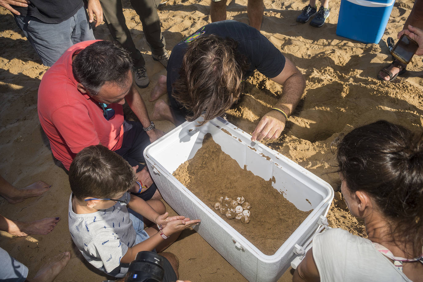 Medio Ambiente custodia en Cala Arturo el primer anidamiento de esta especie en el litoral de la Región en más de cien años.