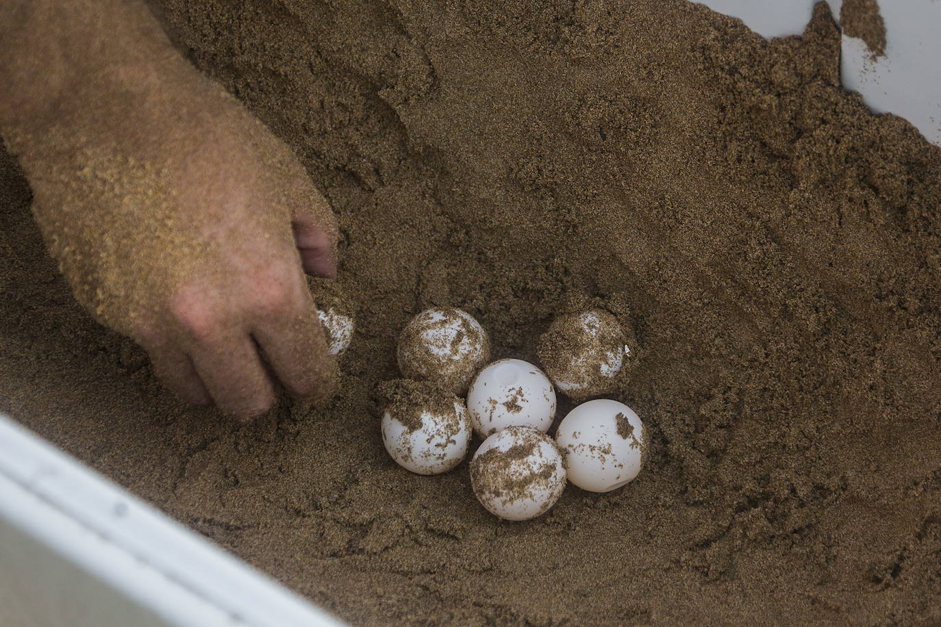 Medio Ambiente custodia en Cala Arturo el primer anidamiento de esta especie en el litoral de la Región en más de cien años.