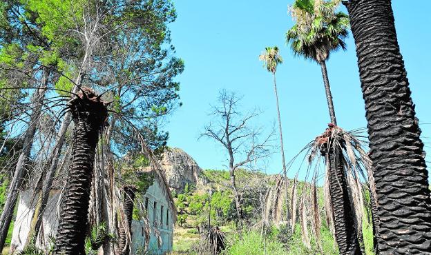 Una de las zonas del paraje del Menjú, en Cieza, con la fábrica de la luz en un completo estado de abandono. 