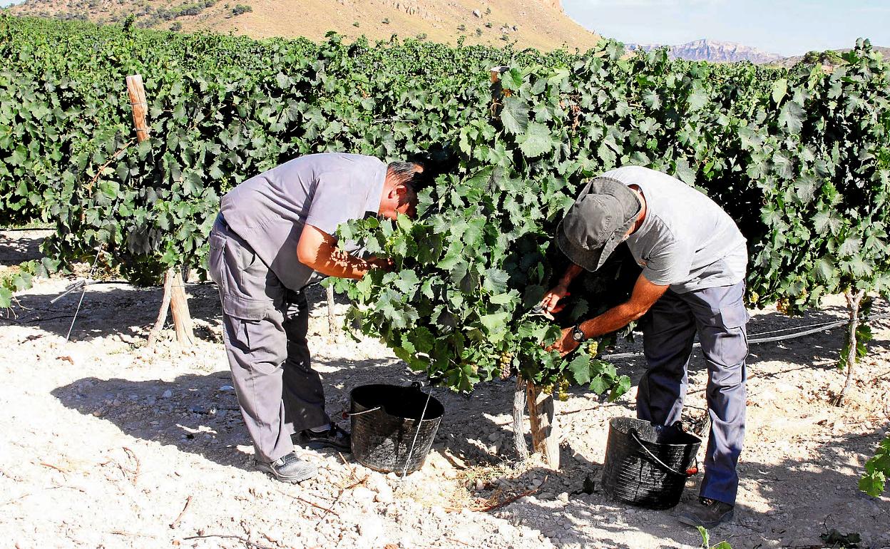 Imagen de archivo de dos agricultores, durante la vendimia, recogiendo la uva de una parcela de Jumilla. 