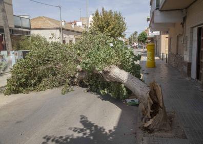 Imagen secundaria 1 - 1. Unos bañistas entran en el agua, tras cruzar una pasarela improvisada con tablones para evitar la zona de lodos, anteayer en la playa de Los Urrutias. | 2. Un árbol caído en la calle Antonio Reverte de Los Urrutias. | 3. Fango, en la zona de apartamentos Vistamar, en Los Urrutias.