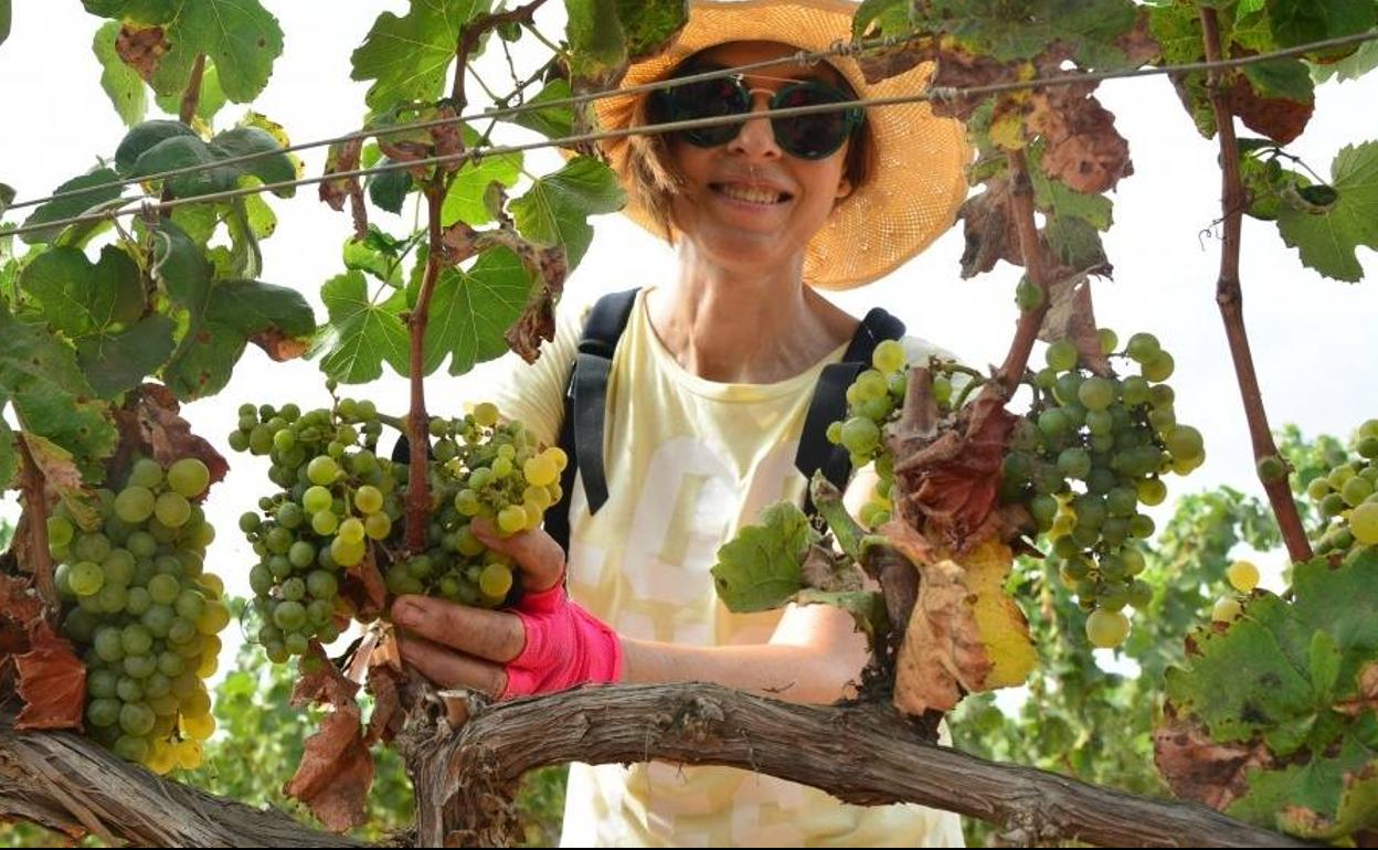 La Politécnica busca voluntarios para recoger la cosecha de uva merseguera