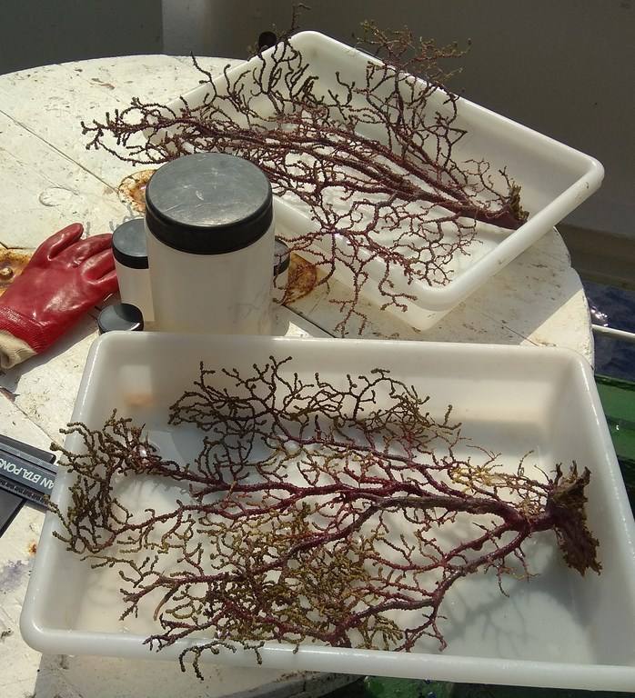 Científicos del IEO y de la Universidad de Alicante documentan la existencia de especies vulnerables en los montes submarinos de Torrevieja a Águilas para impulsar su protección